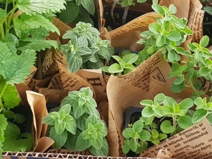 תבלין עטוף בכוסית זעתר אורגנו ומליסה